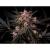 AK Triple Haze Auto, Фасовка: 3, изображение 2
