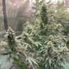 AK Triple Haze Auto, Фасовка: 3, изображение 7