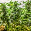 AK Triple Haze Auto, Фасовка: 3, изображение 6