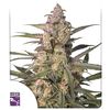 Auto Northern Dragon Fuel, Фасовка: 5
