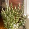 Auto Northern Dragon Fuel, Фасовка: 5, изображение 2