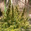 Auto Northern Dragon Fuel, Фасовка: 5, изображение 3