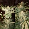 Auto Purple OG Punch, Фасовка: 5, изображение 2