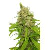 Auto Mass genetics, Фасовка: 3+1