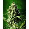 Auto Chronic, Фасовка: 5