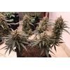 Auto Gelato, Фасовка: 5, изображение 2