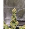 Auto Crystal Candy XL, Фасовка: 5, изображение 2