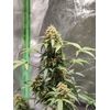 Auto Crystal Candy XL, Фасовка: 5