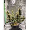 Auto Crystal Candy XL, Фасовка: 5, изображение 3