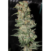 CBD Critical XXL, Фасовка: 3, изображение 2