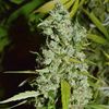Kees' Old School Haze Reg, Фасовка: 12, изображение 2
