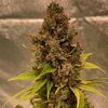 Diesel Fast F1 BX regular, Фасовка: 5, изображение 2