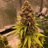 Diesel Fast F1 BX regular, Фасовка: 5