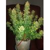 Amnesia Haze Auto, Фасовка: 3, изображение 3