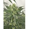 Amnesia Lemon, Фасовка: 5, изображение 4