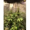 Amnesia Lemon, Фасовка: 5, изображение 5