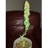 Amnesia Haze Auto, Фасовка: 3, изображение 2