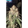 Amnesia Lemon, Фасовка: 5, изображение 3