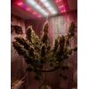 Auto Mass genetics, Фасовка: 3+1, изображение 2