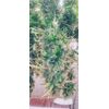 Auto Mass genetics, Фасовка: 3+1, изображение 4