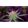 Gorilla Zkittlez, Фасовка: 3, изображение 4