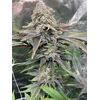 Gorilla Zkittlez, Фасовка: 3, изображение 3