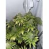 Gorilla Zkittlez, Фасовка: 3, изображение 2