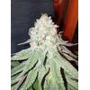 Mimosa EVO, Фасовка: 1, изображение 9