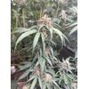 Mimosa EVO, Фасовка: 1, изображение 8