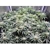 Mimosa EVO, Фасовка: 1, изображение 5