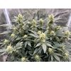 Mimosa EVO, Фасовка: 1, изображение 6