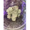 Mimosa EVO, Фасовка: 1, изображение 3