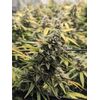 Pineapple express Auto, Фасовка: 3, изображение 5