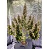 Pineapple express Auto, Фасовка: 3, изображение 6