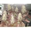 GMO Zkittlez F1 Regular, Фасовка: 8, изображение 3