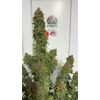 Lemonade Killer auto RBX, Фасовка: 1, изображение 3