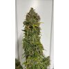 Lemonade Killer auto RBX, Фасовка: 1, изображение 4