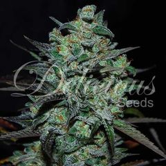 Northern Light Blue THC-FREE, Фасовка: 3