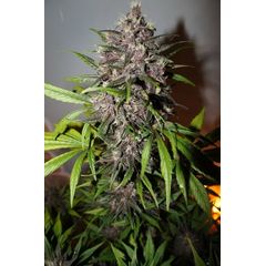 Auto LSD-25, Фасовка: 5