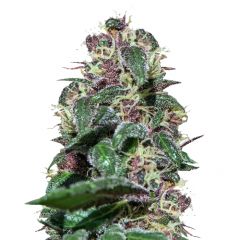 Ayahuasca Purple, Фасовка: 3