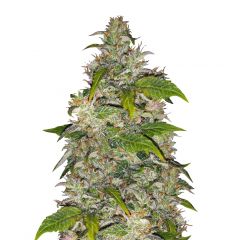 CBD Charlotte’s Angel, Фасовка: 1