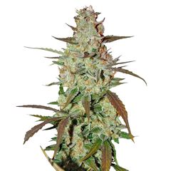 Blue Mazar Auto, Фасовка: 1