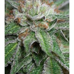 Bubba Kush fem, Фасовка: 3