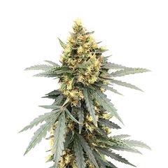 Critical Orange Punch Auto, Фасовка: 3