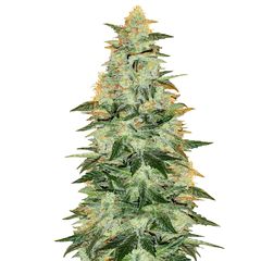 Lowryder (IBL) Auto, Фасовка: 10