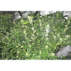 Deepforest Super Auto, Фасовка: 10