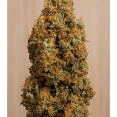 Green Crack CBD fem, Фасовка: 3