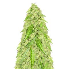 Devotchka Auto, Фасовка: 1