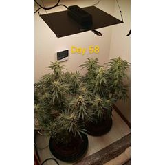 Girl Scout Cookies Auto, Фасовка: 5