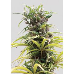 Hawaii Maui Waui Auto, Фасовка: 3